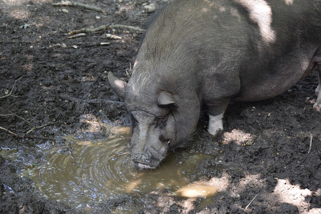 赛事官方以 赛事官方以